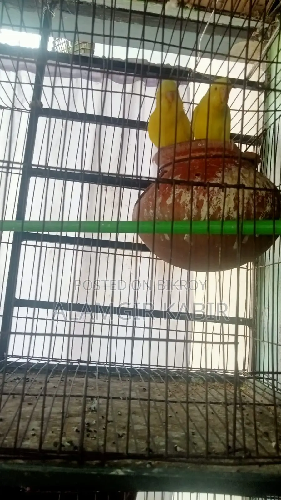 Brand New Bird Cage