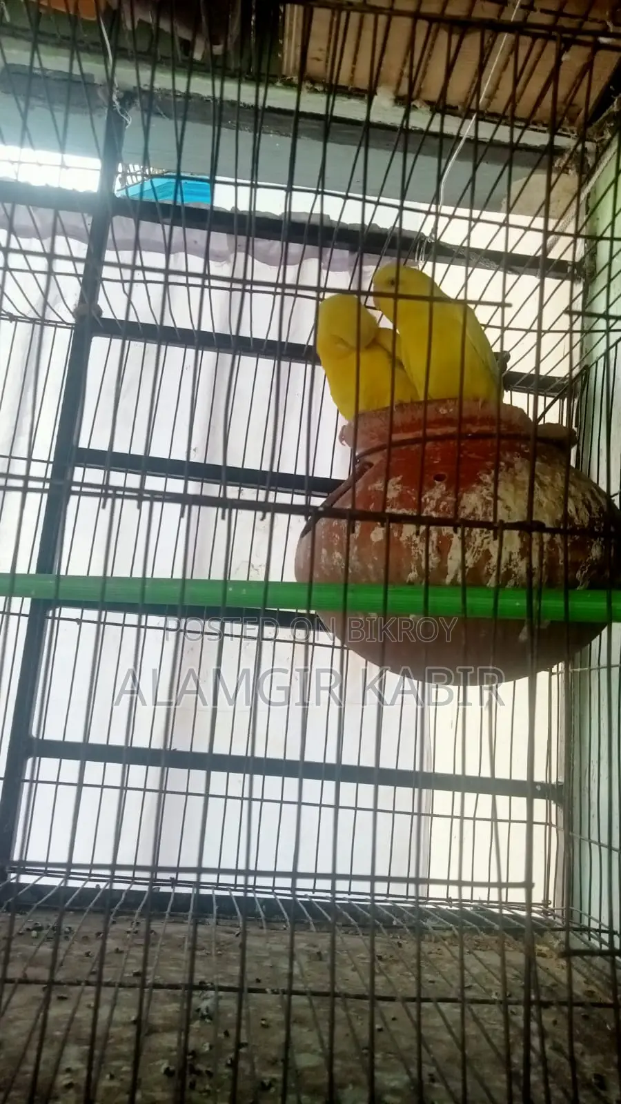 Brand New Bird Cage