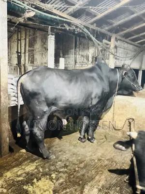 High-Quality Farm-Raised Bull for Sale