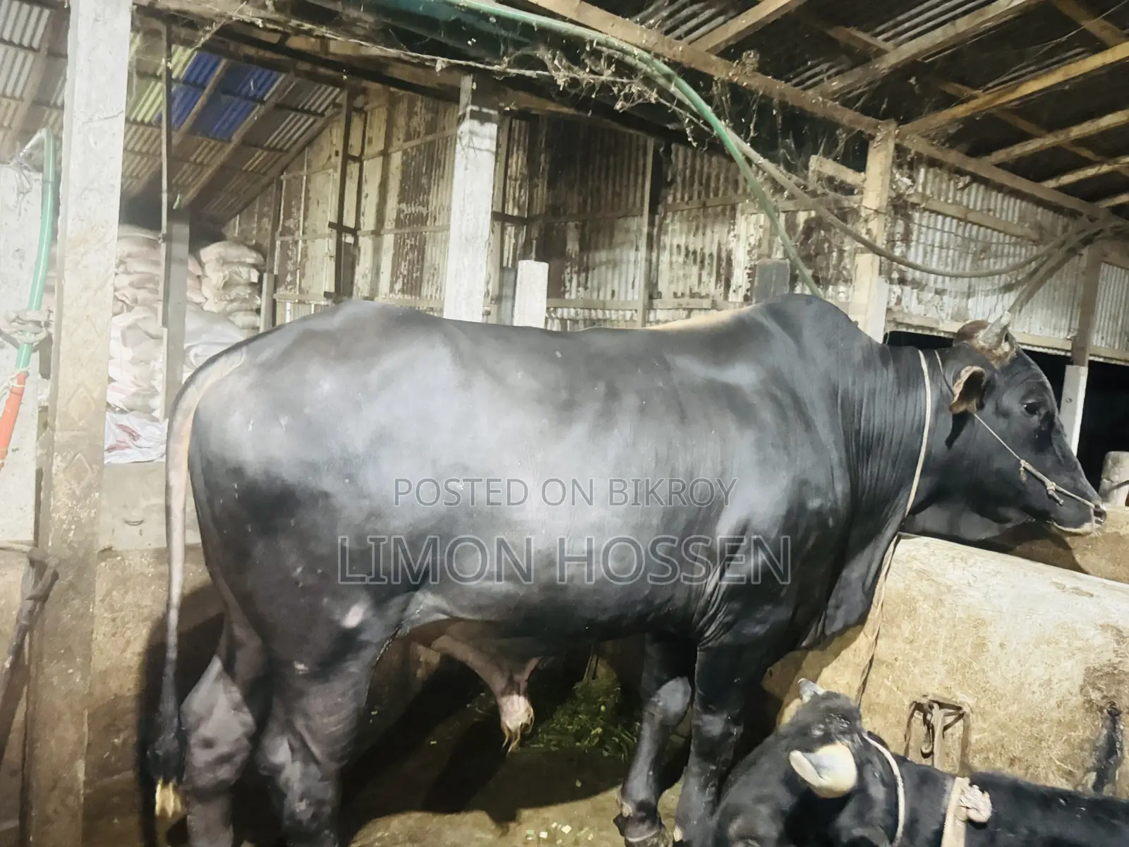 High-Quality Farm-Raised Bull for Sale