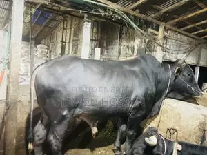 High-Quality Farm-Raised Bull for Sale