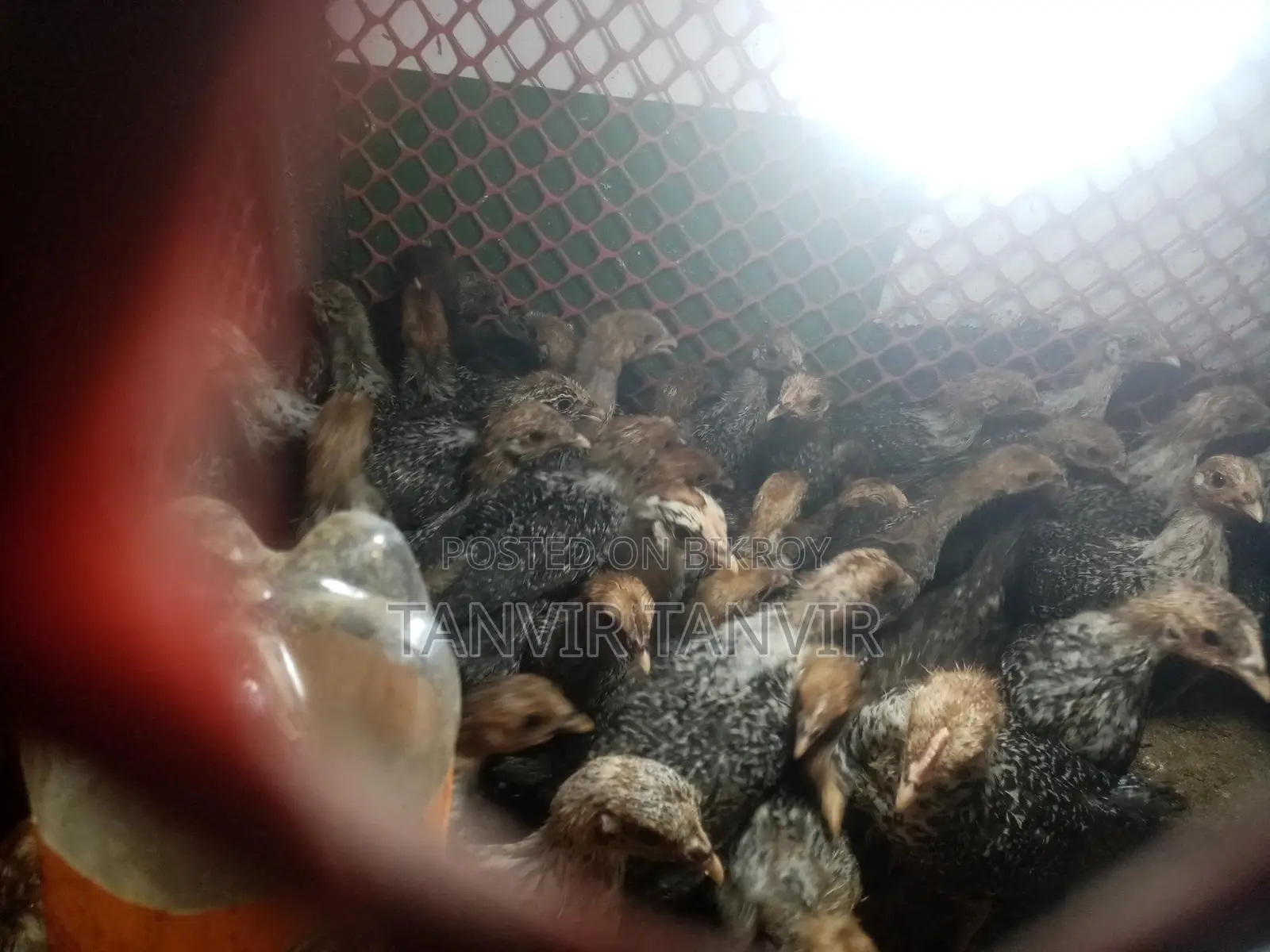 ফাউমি মুরগির বাচ্চা ২৮ দিন