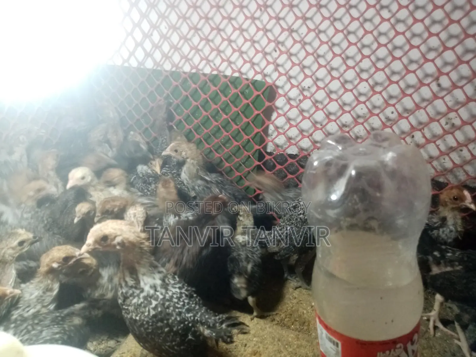 ফাউমি মুরগির বাচ্চা ২৮ দিন