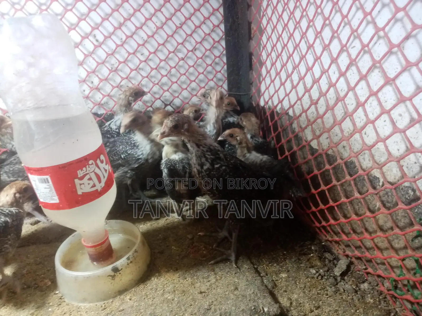 ফাউমি মুরগির বাচ্চা ২৮ দিন
