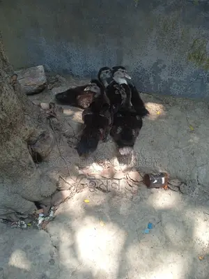 চিনা হাঁস বাচ্চা