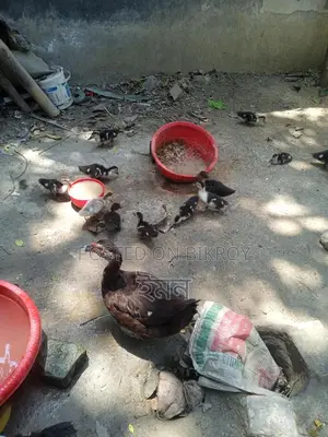 Chinese Ducklings