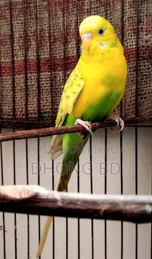 Full set with birds