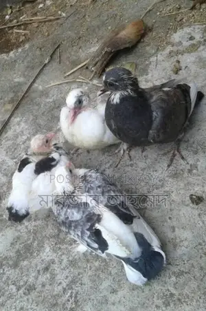 Deshi Pigeons for Sale