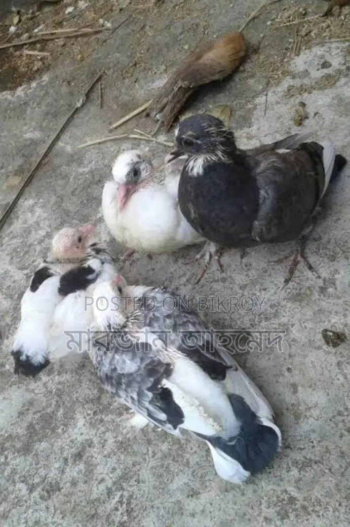 Deshi Pigeons for Sale