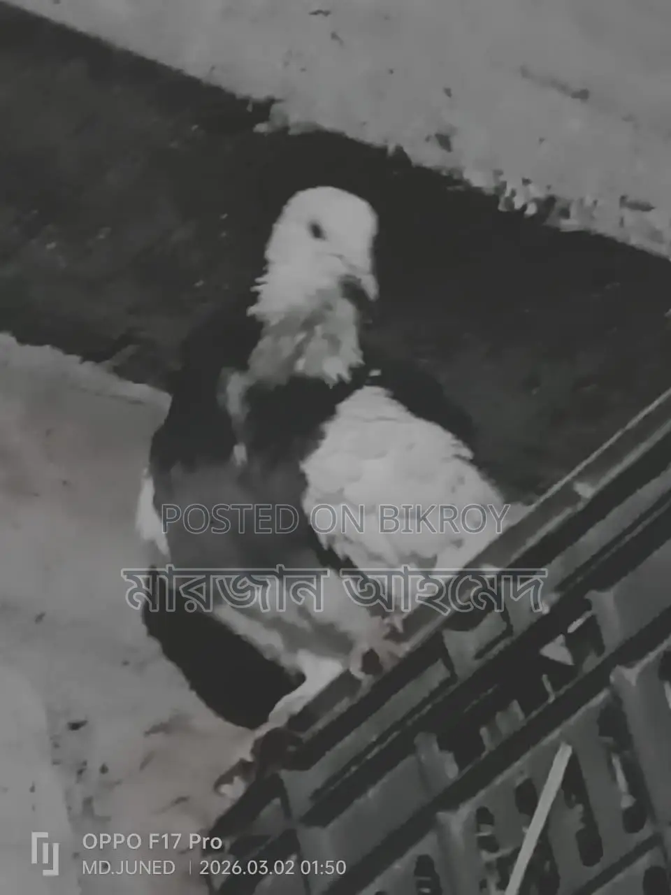 Deshi Pigeons for Sale