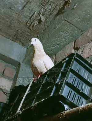 Deshi Pigeons for Sale