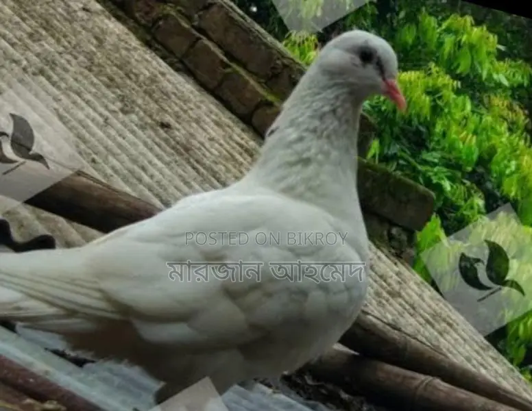 Deshi Pigeons for Sale