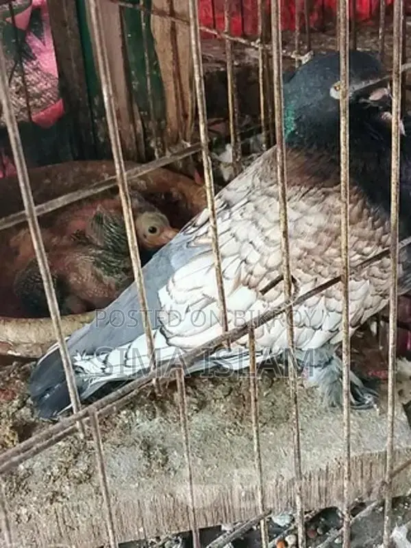 Single Female and Pairs for Sale