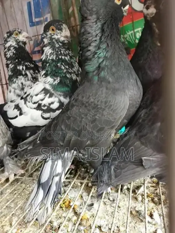 Single Female and Pairs for Sale