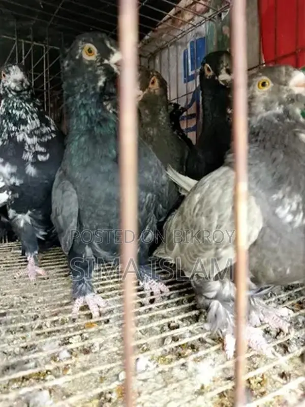 Single Female and Pairs for Sale