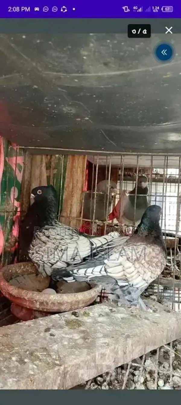 Single Female and Pairs for Sale