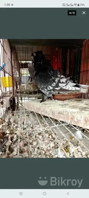Single Female and Pairs for Sale