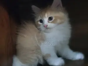 পার্শিয়ান বিড়াল