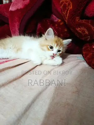 পার্শিয়ান বিড়াল