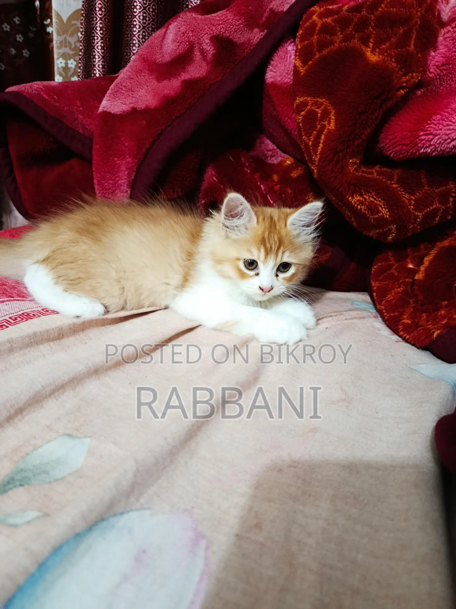 পার্শিয়ান বিড়াল