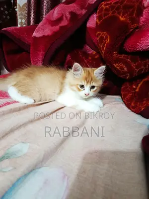 পার্শিয়ান বিড়াল