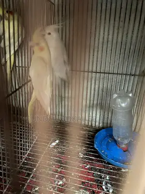 Cockatiel
