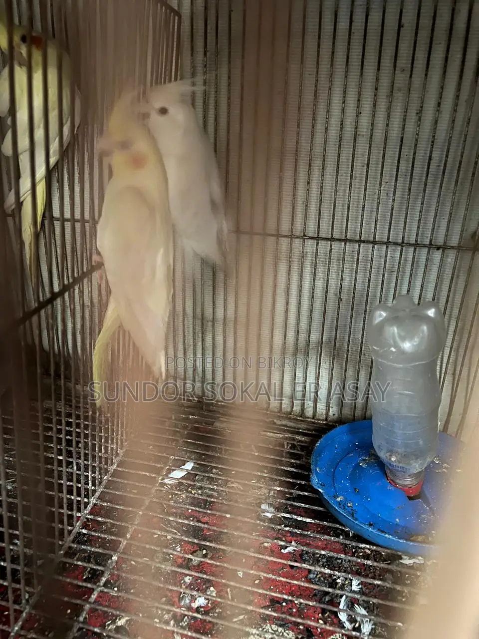 Cockatiel
