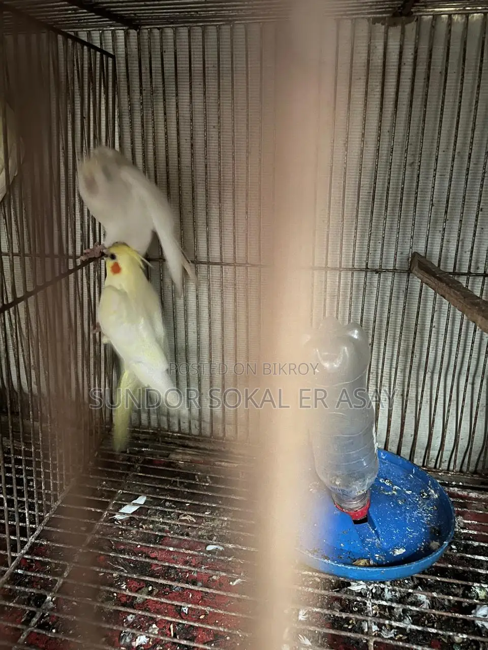 Cockatiel