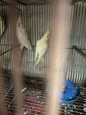 Cockatiel