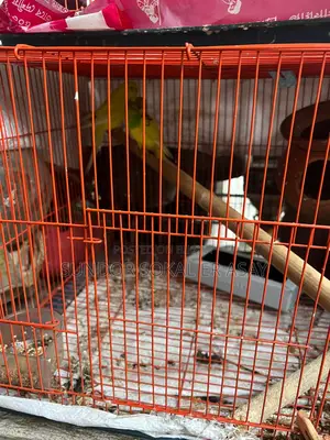 Cockatiel