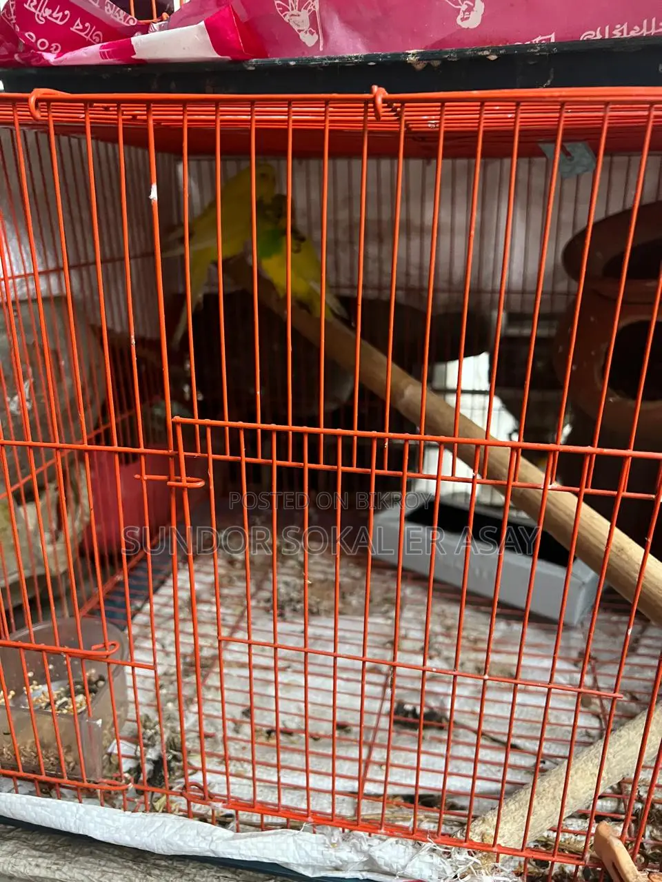 Cockatiel