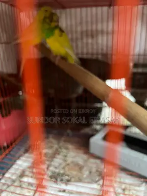 Cockatiel