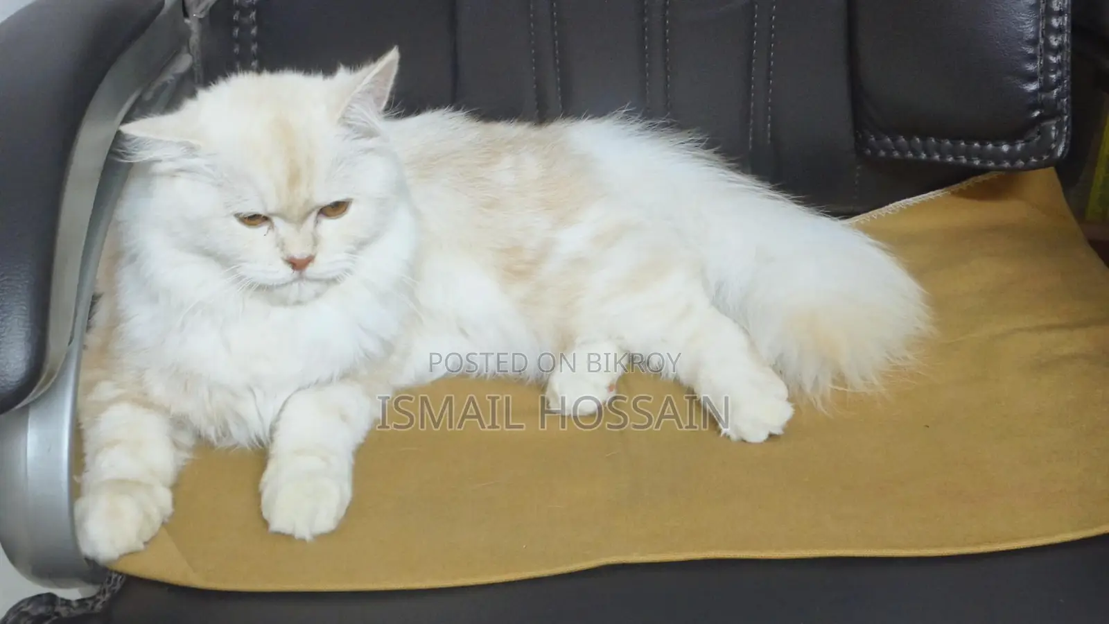 Persian Cat 6 Months