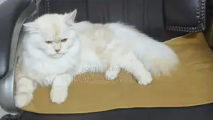 Persian Cat 6 Months
