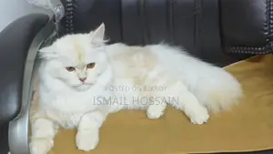 Persian Cat 6 Months