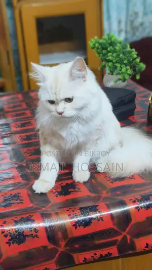 Persian Cat 6 Months