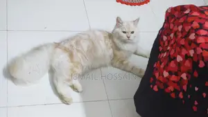 Persian Cat 6 Months