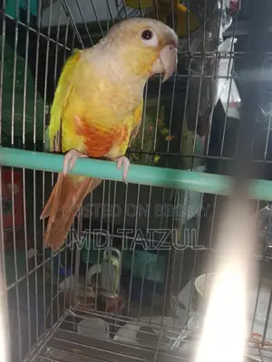 Pineapple Conure for Sale