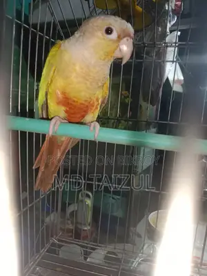Pineapple Conure for Sale