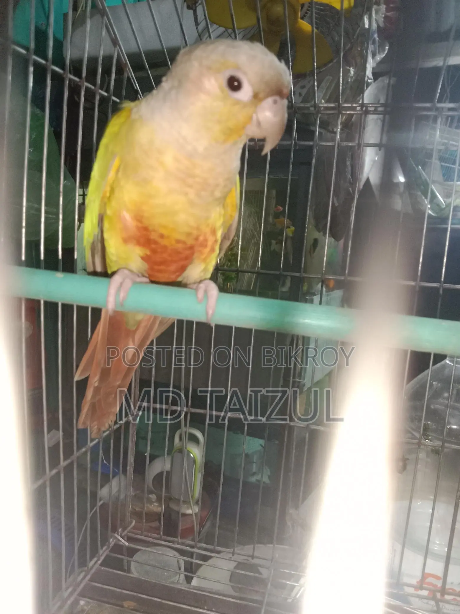 Pineapple Conure for Sale