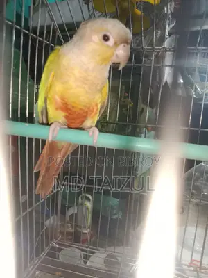Pineapple Conure for Sale