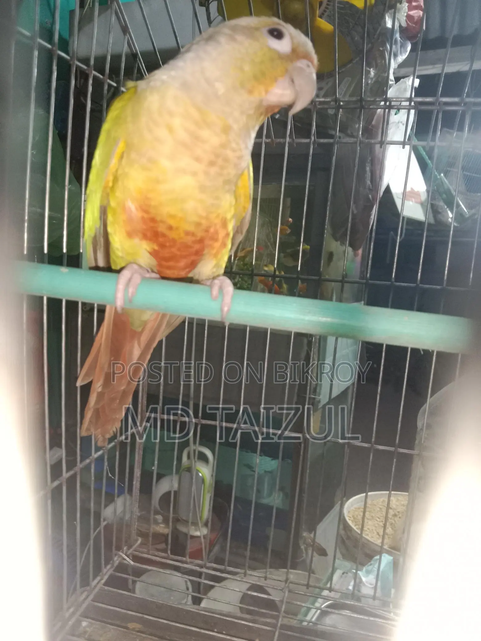 Pineapple Conure for Sale