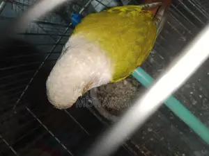 Pineapple Conure for Sale
