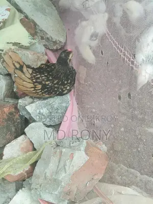 গোল্ডেন সেব্রাইট মুরগী