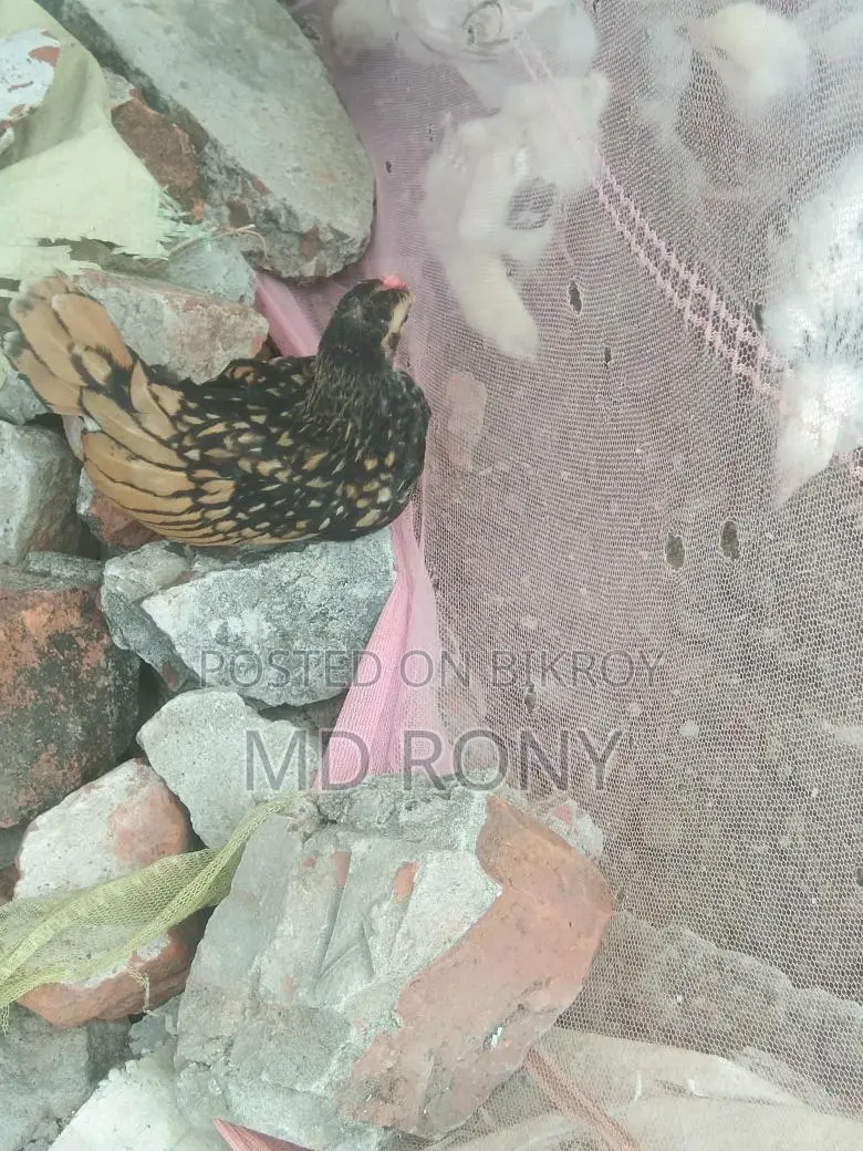 গোল্ডেন সেব্রাইট মুরগী