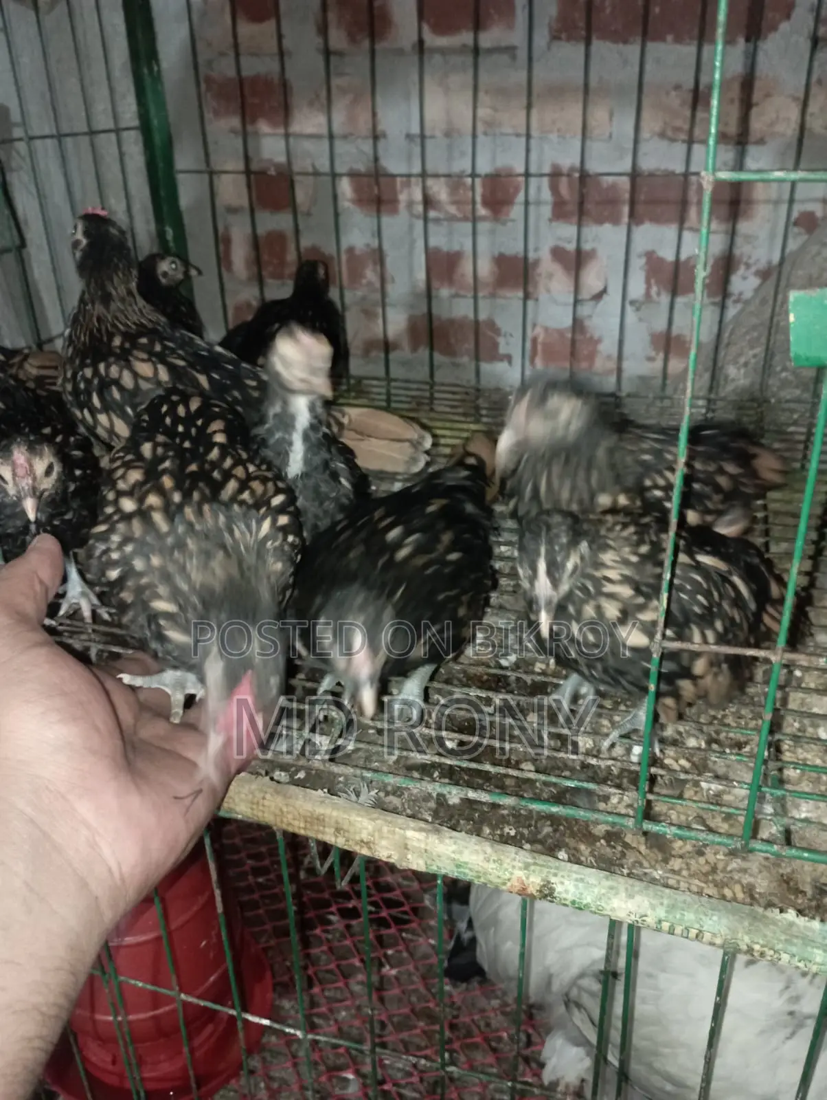 গোল্ডেন সেব্রাইট মুরগী