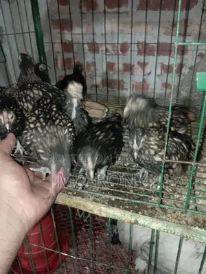 গোল্ডেন সেব্রাইট মুরগী
