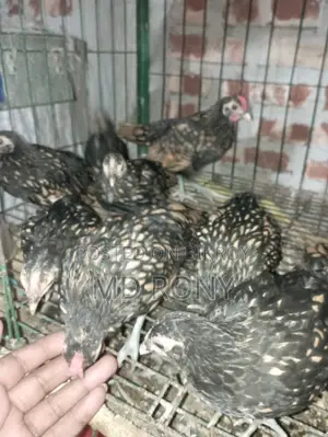 গোল্ডেন সেব্রাইট মুরগী