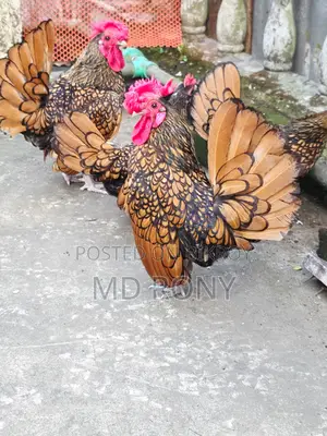 গোল্ডেন সেব্রাইট মুরগী