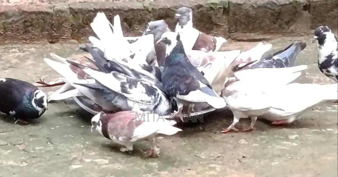 Pigeon